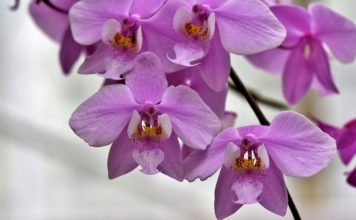 Tri najveća mita o orhidejama: Uopšte nisu zahtevne biljke