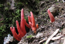 Otrovna pečurka koja smanjuje mozak: Jedina pečurka koja može da inficira čoveka preko kože