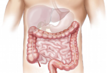 Kraj iritabilnim crevima: Otkriven važan faktor za poboljšanje problema sa varenjem