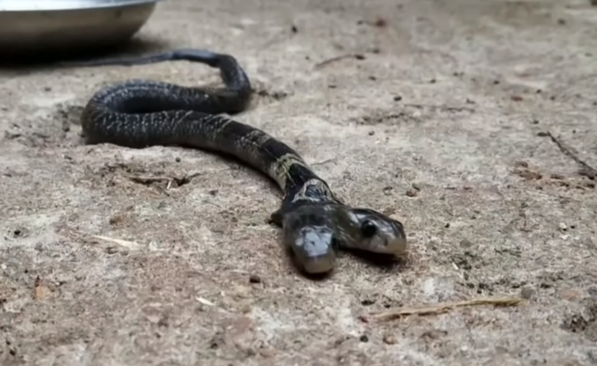 Динилизия змея. Громадная змея с шестью собачьими. Самая большая анаконда река амазонка. Громадная змея с шестью собачьими. Titanoboa vs anaconda.