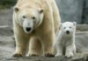 Polarnim medvedima preti izumiranje