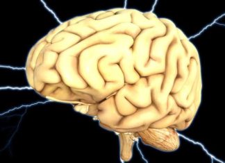 Naučnici pronašli protein koji usporava starenje mozga