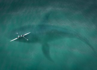Isplivalo retko viđeno morsko biće dugo preko četiri metra