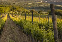 Ceo sektor u Nemačkoj ima istorijsku krizu