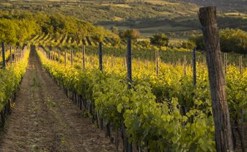 Ceo sektor u Nemačkoj ima istorijsku krizu