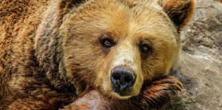 Japanci poslali vojsku na medvede