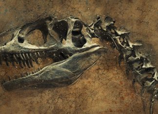 Pronađena nova vrsta dinosaurusa u Rumuniji