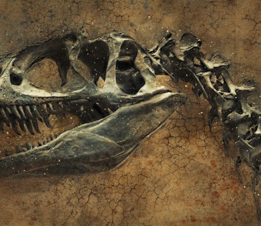 Pronađena nova vrsta dinosaurusa u Rumuniji