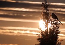 Sunčan dan posle maglovitog jutra