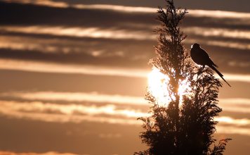 Sunčan dan posle maglovitog jutra