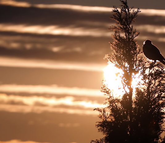 Sunčan dan posle maglovitog jutra