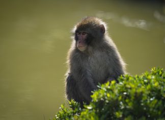 Majmuni koji razmenjuju informacije