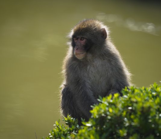 Majmuni koji razmenjuju informacije