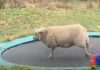 Šta se dogodi kad ovca pronađe trambolinu (VIDEO)