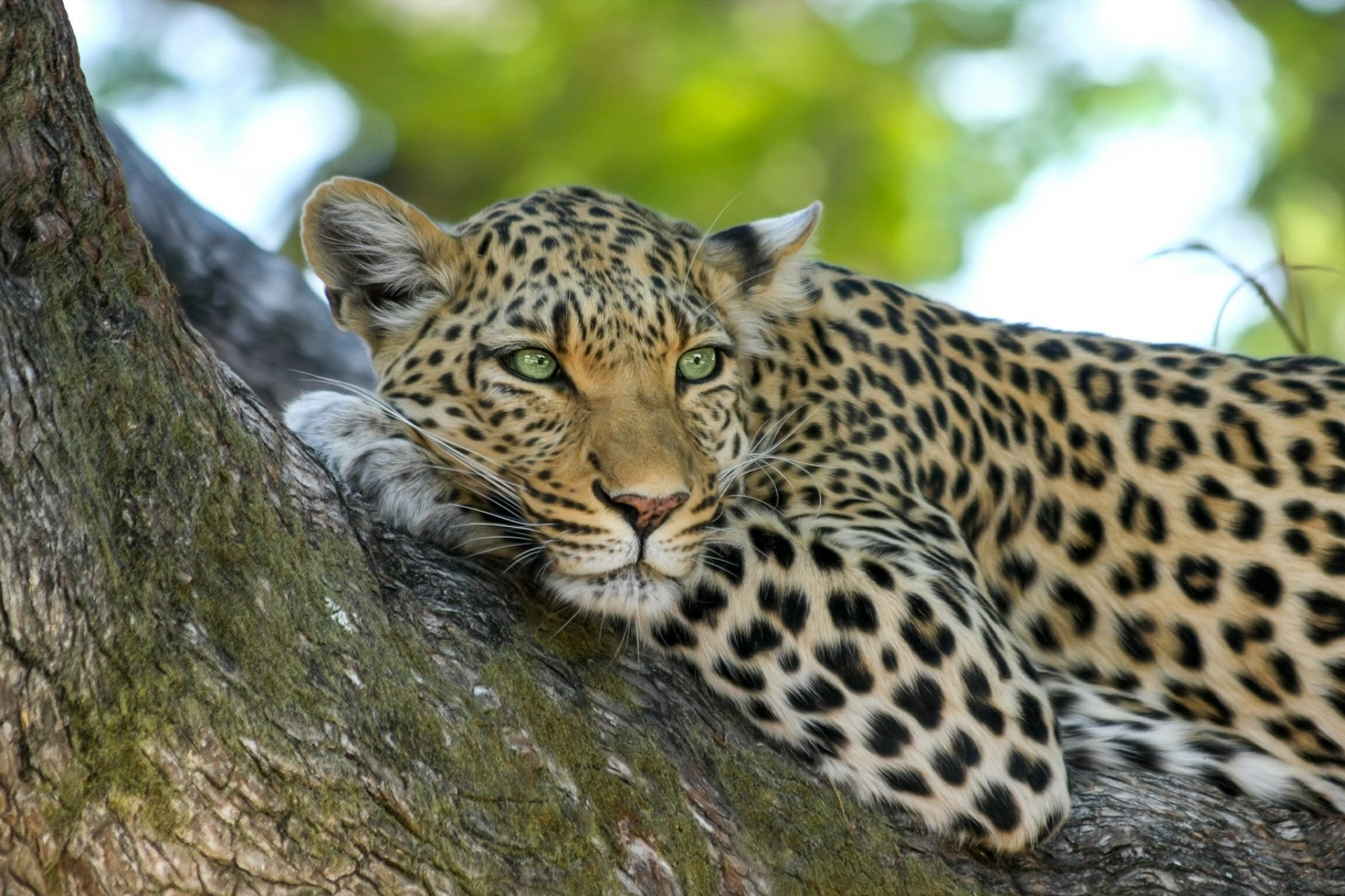 Jaguar, leopard ili gepard Znate li razliku? (FOTO) Vesti online