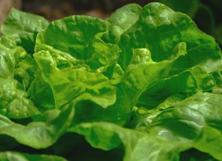 Kako da lisnato povrće ostane sveže i hrskavo što duže