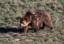 Grizli napao đake i nastavničko osoblje u Kanadi