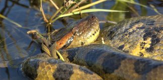 Pronađena najveća zmija na svetu