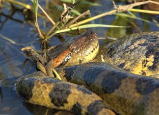 Anakonda uplašila kupače