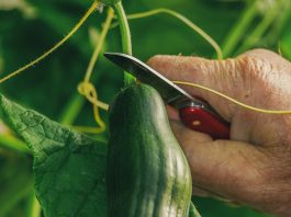 Sjajan trik za sadnju krastavca