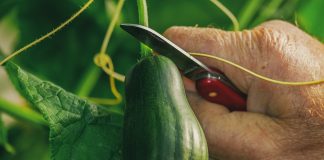 Sjajan trik za sadnju krastavca