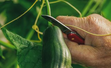 Sjajan trik za sadnju krastavca