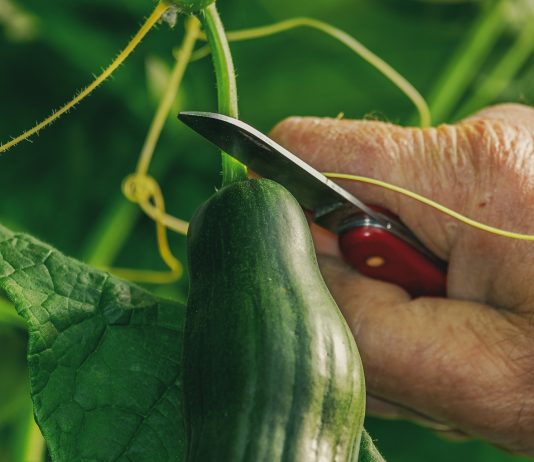 Sjajan trik za sadnju krastavca