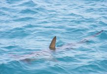 Ajkule pozitivne na kokain, kofein i diklofenak