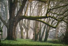 Mediji: Šumokradice iz Podujeva pucale na srpsku policiju iz Kuršumlije