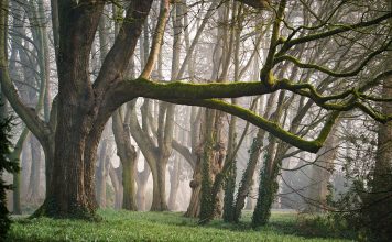 Mediji: Šumokradice iz Podujeva pucale na srpsku policiju iz Kuršumlije