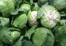 Ovo povrće bi moglo da bude najveći hit zdrave ishrane u 2026. godini