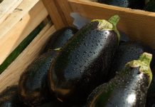 Znate li šta zapravo jedete? Evo zbog čega je vekovima patlidžan važio za otrovan