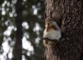 Agresivna veverica napada ljude u Americi (FOTO)