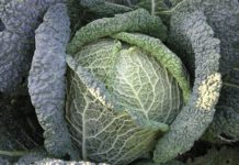 Namirnice sa kojima bi trebalo da budete oprezni ukoliko pijete lekove