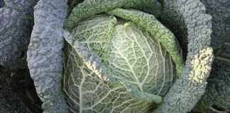 Namirnice sa kojima bi trebalo da budete oprezni ukoliko pijete lekove