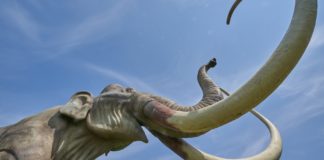 Otkrivene građevine od kostiju mamuta