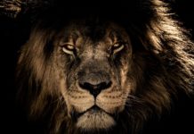 Fosili lavova pronađeni na neočekivanom mestu