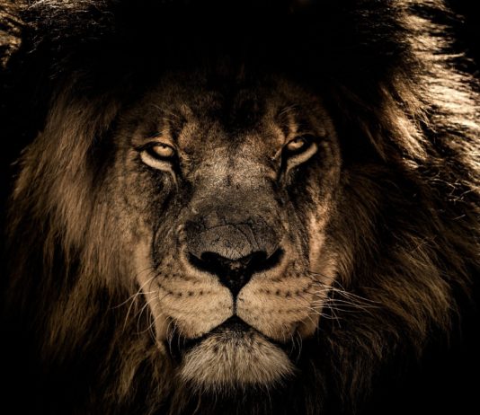 Fosili lavova pronađeni na neočekivanom mestu