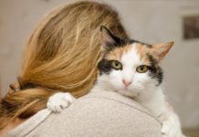 Koliko dugo mačka sme da ostane sama kod kuće?