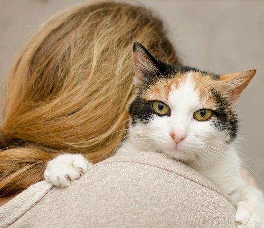 Koliko dugo mačka sme da ostane sama kod kuće?