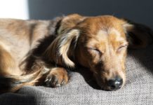 Vaš pas stalno spava? Evo koliko mu je zapravo sna potrebno i kada je vreme za uzbunu
