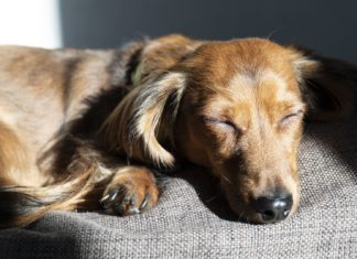 Vaš pas stalno spava? Evo koliko mu je zapravo sna potrebno i kada je vreme za uzbunu