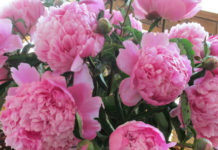 Ova prelepa biljka ženama donosi sreću, a cvetaće narednih 15 godina