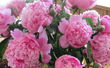 Ova prelepa biljka ženama donosi sreću, a cvetaće narednih 15 godina