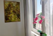 Kako da sobno cveće izgleda zdravo