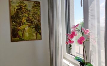 Kako da sobno cveće izgleda zdravo