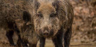 Divlje svinje u Poljskoj pronašle inovativni način da se ugreju (VIDEO)