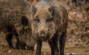 Divlje svinje u Poljskoj pronašle inovativni način da se ugreju (VIDEO)