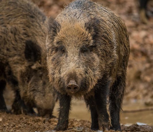 Divlje svinje u Poljskoj pronašle inovativni način da se ugreju (VIDEO)