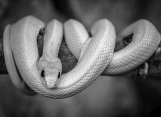 Mokraća zmija mogla bi da otkrije lek protiv gihta i kamena u bubregu